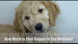 HOW MUCH IS THAT DOGGIE IN THE WINDOW  Childrens Song l Lyrics [upl. by Charlot]