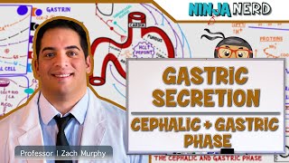 Gastrointestinal  Gastric Secretion The Cephalic amp Gastric Phase [upl. by Christiana]