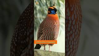 Temmincks tragopan bird sound [upl. by Saudra519]