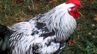 Silver Laced Wyandotte Rooster [upl. by Turino]