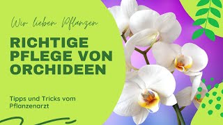 Pflege und umtopfen von Phalaenopsis [upl. by Inaboy854]