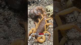 Deathstalker  the deadliest scorpion in the world 🦂 [upl. by Gnehp412]