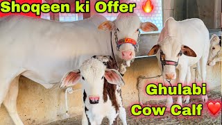 Shoqeen Ki offer 🔥  Mandi Se Sasta Janwer MN Cattle Farm Par  Ghulabi Collection For 2024 [upl. by Kenweigh]