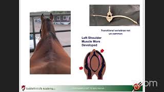 Schleese Livestream Lecture The Top 5 Saddle Fitting Myths [upl. by Einama]