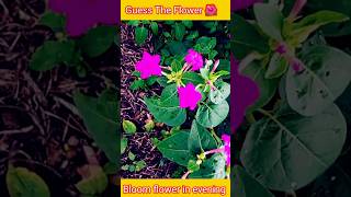 How to grow mirabilis jalapa 🌺  Sandhya malti 4 oclock plant from seed shorts [upl. by Eniretak]