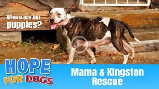 Hope Rescues Scared Hungry Mama Under House  Mangy Dog But No Puppies  The Dog Saviors [upl. by Milak138]