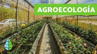 Qué es la AGROECOLOGÍA  Agroecologia CARACTERÍSTICAS [upl. by Nangatrad]