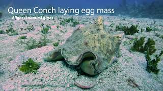 Queen Conch laying eggs Aliger gigas Discovery Bay Jamaica [upl. by Melody]