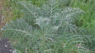 La penca o cardo penquero Cynara cardunculus🥗 [upl. by Lynnet]