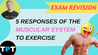 Muscular System Responses To Exercise  5 Ways Explained [upl. by Jarvey]