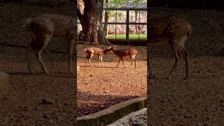 quotBarasingha The Majestic Swamp Deer – Zoo Explorationquot zoo barasingha mumbaizoo [upl. by Dviad]