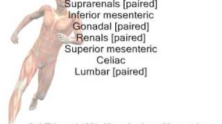 Descending Abdominal Aorta Mnemonic [upl. by Branen671]