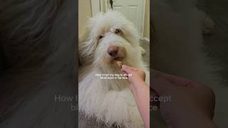 How to train dog to accept blow dryer  Grooming dogtraining grooming fluffydog [upl. by Vas49]