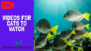 Fish Videos For Cats to Watch Online [upl. by Ingrid]