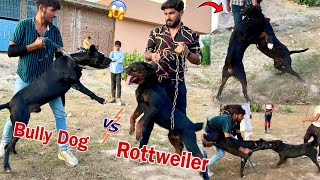 Rottweiler Sy Heavy Bully Dog Ka Phadda Hogya😱 [upl. by Annaillil]