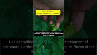 Balloon Vine Uzhinja Traditionally used to soothe arthritisamp promote strong bones youtubeshorts [upl. by Carlyn]