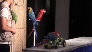 Papageien bei Hapimag  Fabricio and his parrots  Mai 2014 [upl. by Dunton]