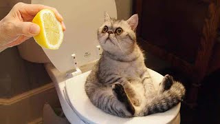 Funniest Animals 🤩 New Funny Cats and Dogs Videos 😺🐶 Part 13 [upl. by Aehtla]