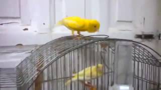 Canari Chaud Coupleur Magnifique Chant [upl. by Redienhcs386]