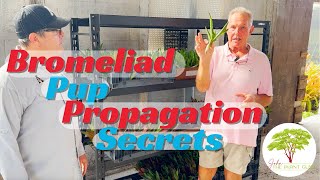 Bromeliad Propagation Secrets How Plant Nurseries Save Money with Pup Propagation [upl. by Lindgren]