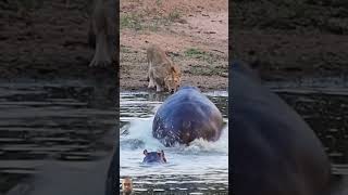 Angry Hippo Charges Lion Drinking her Home🤣 shorts animals wildlife safari viralvideo [upl. by Nimajneb]