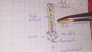 الحصة 4 دروس العلوم مباراة التعليم la Biologie Reproduction sexué et végétative germination [upl. by Ahsonek]