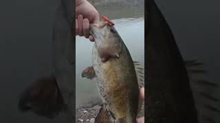 Micro Ned Rig Bass fishing bassfishing fishingvideo [upl. by Nnovahs]