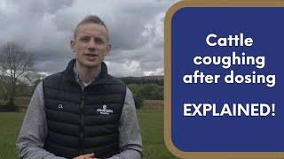 Cattle Coughing After Dosing  Explained [upl. by Adnilem]