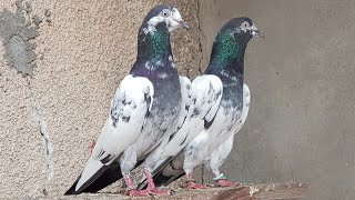 Teddy Pigeons  Ch Sakhi Muhammad Bhatti Pigeons [upl. by Dorehs405]