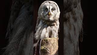 GREAT GREY OWL [upl. by Aynatan]