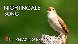 BEST NIGHTINGALE SONG  3 Hours REALTIME Nightingale Singing NO LOOP  Birdsong Birds Chirping [upl. by Ahsek]