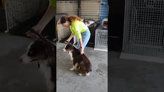 How to Handle Aggressive Dog as I Desensitize to Touch doganxiety puppytraining dogs [upl. by Ttennaj]