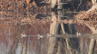 Common Mergansers Petrie Islands [upl. by Duaner68]