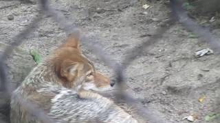 Lazy Coyote Cosley Zoo Wheaton IL 72617 [upl. by Hal]