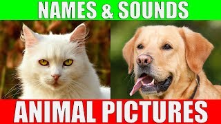 Animals Vocabulary In English ll 100 Animals Name In English With Pictures [upl. by Cathrine428]