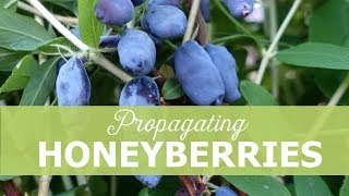 Propagating honeyberries [upl. by Even]