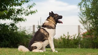 American Akita  The Powerful Dog [upl. by Renba25]