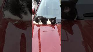 Cute cat sleeps with head on the hood of car  Tatlı kedi arabanın kaputuna kafasını sokup uyuyor [upl. by Crudden]