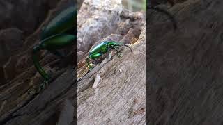 🪲 STUNNING GREEN BEETLE For Everyone Who Likes Bugs Natures Shiny Insect 🌟 shorts beetle [upl. by Sirovart]