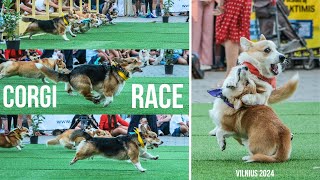 Corgi Race Vilnius 2024 [upl. by Ragse969]