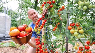 Unbelievable Backyard Garden Harvest So Much Food in So Little Space 🤯 [upl. by Mannos571]