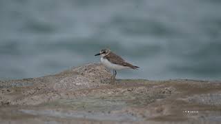 Greater Sand Plovers call [upl. by Bennion508]