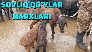 OLMALIQ MOL BOZORI ONA BOLA  EGIZCHI BUGOZ SOVLIQ QOYLAR NARXLARI [upl. by Philipps]