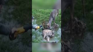 Rescue of swamp 🦌 deer 😍 l animal rescue shorts animals animalrescue [upl. by Ramyaj627]