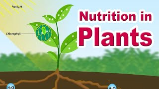 Nutrition in plants  Autotrophic Nutrition  Photosynthesis  Home Revise [upl. by Harl623]