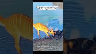 animals الصيد wildlife الحسون animal rat ببغاء الحمام leopard foryou [upl. by Corie]