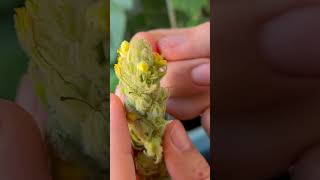 Collecting Mullein Flowers [upl. by Marlen]