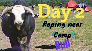 Day 2 Roping wild cattle Camping trip [upl. by Iinde]