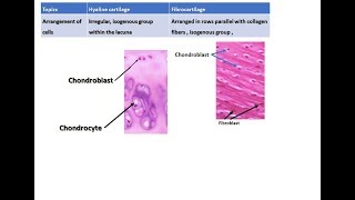 Difference between hyaline cartilage and fibrocartilage [upl. by Meek]