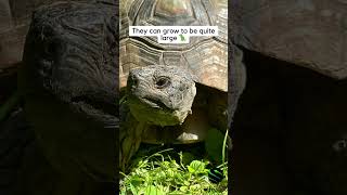 What is a Marginated tortoise kyreptilezoo turtle tortoise cute 🐢 [upl. by Ellimaj402]